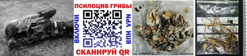 ОМГ ОМГ как зайти  Петровск-Забайкальский  darknet официальный сайт  наркота  Псилоцибиновые грибы Psilocybe 
